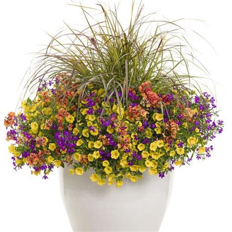 Irresistible With Thriller Proven Winners Container Flowers