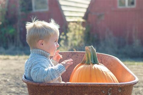 Little Boy Sitting Inside Wheelbarrow At Field Pumpkin Patch Stock