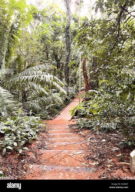 Pathway Through Rainforest Stock Photo Alamy