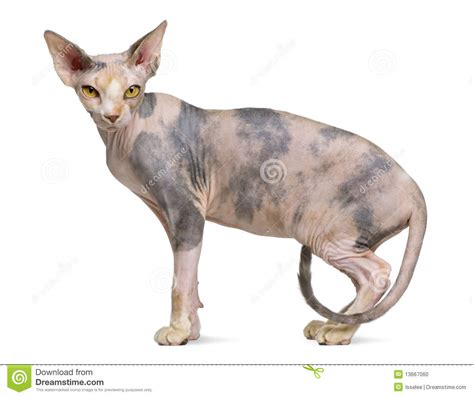 Sphynx Cat 1 Year Old Stock Photo Image Of Animal Copy 13667060