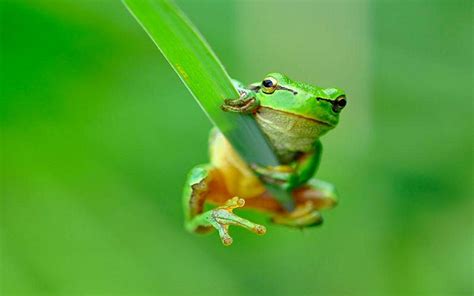 Frogs Backgrounds Wallpaper Cave