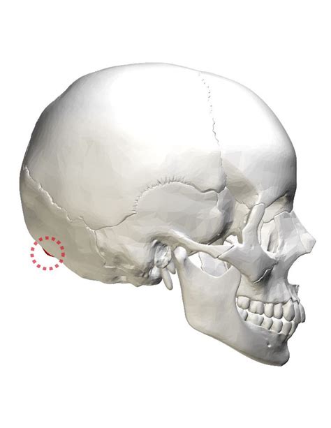 External Occipital Protuberance Occipital Body Bones Baby Scan