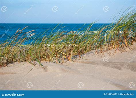 Grasses Growing On Coastal Sand Dunes Stock Image Image Of Beautiful