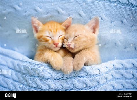 Animal Love Tabby Cat Cuddling High Resolution Stock Photography And