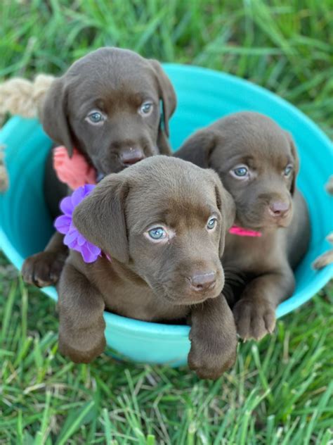 He will be a very blocky head with short legs and otter tail. Chocolate Labs in 2020 | Yellow lab puppies, Lab puppies ...