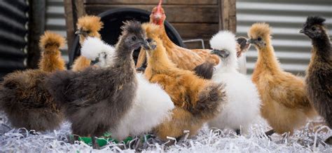 Sexing Silkie Chickens Cluckin