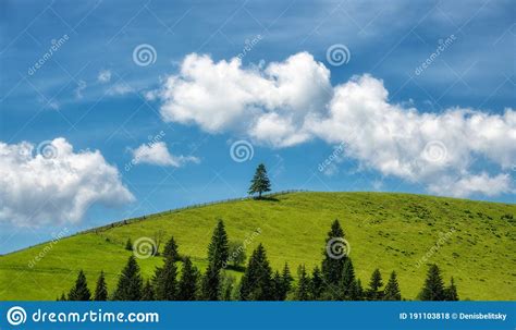 Alone Pine Tree On The Green Hill And Blue Sky With Clouds Stock Photo