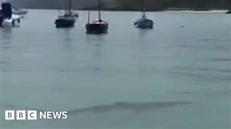 Swimmers Warned Over 9ft Blue Shark In St Ives Cornwall Bbc News