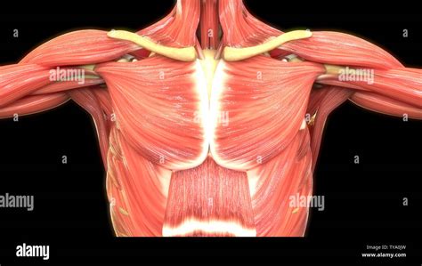 Back Muscles Anatomy Hi Res Stock Photography And Images Alamy
