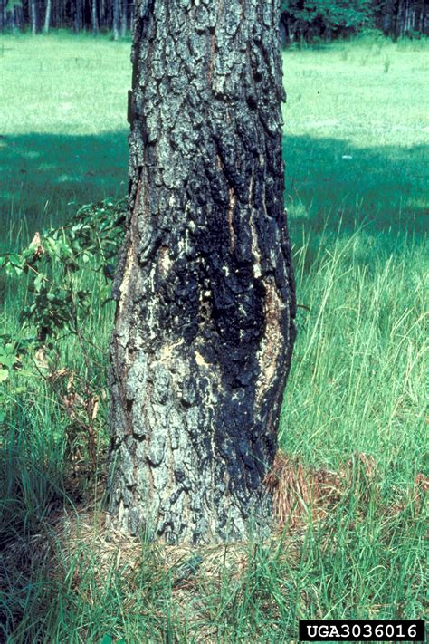 Fusiform Rust Cronartium Quercuum Fsp Fusiforme On Pine Pinus Spp