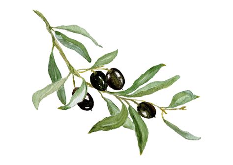 Watercolor Drawing Of Olive Branch With Leaves Botanical Illustration