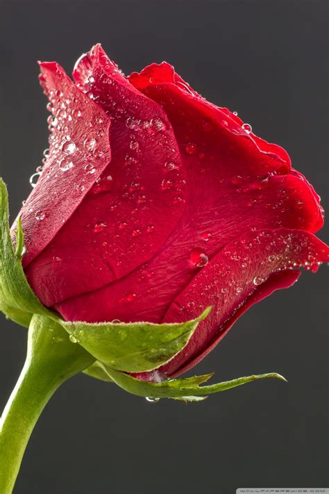 Look at these great images of flowers below. Beautiful Red Rose, Drops of Water Ultra HD Desktop ...