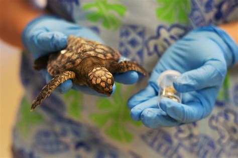 Plastic Is Killing Sea Turtles Indias Endangered