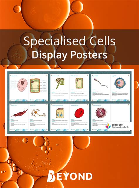 Ks3 Biology Specialised Cells Display Posters Plant And Animal Cells