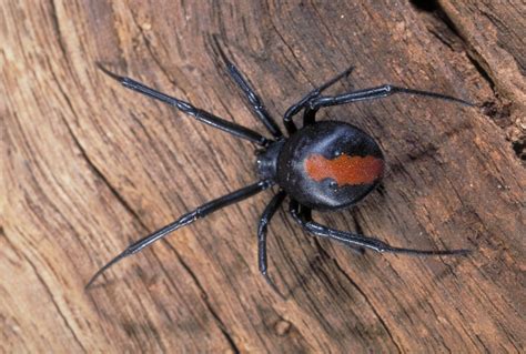 Redback Spider The Australian Museum