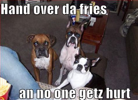 Funny Dog Meme Boxer