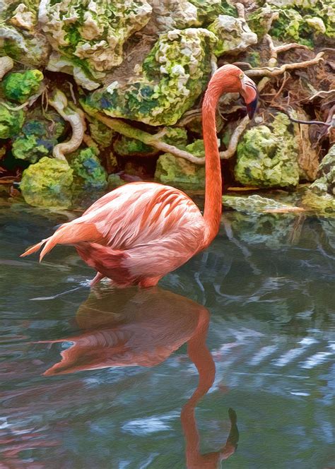 Pink Flamingo Reflections Photograph By Delores Knowles Fine Art America