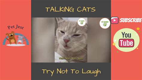 Cute And Funny Talking Cats Video Compilation Pet Jest 2020 Youtube