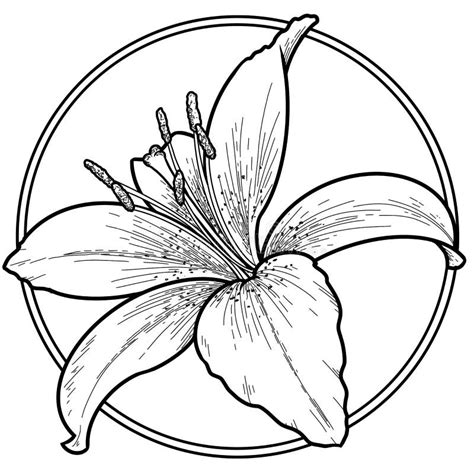 Monochrome Lily Flower In A Circle Stock Photo Image Of Pretty Lilly