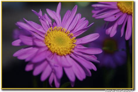 May Flower Gerbera Daisy Gerbera L Is A Genus Of Orname Flickr