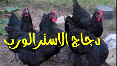 579 إعلان اعلانات وظائف في المغرب. ‫الاسترالورب مزارع المغرب‬‎ - YouTube