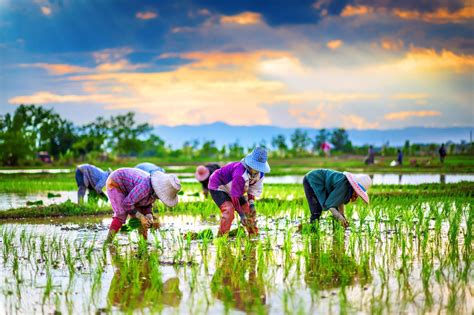 Farmers Are Planting Rice In The Farm Farmer Agriculture