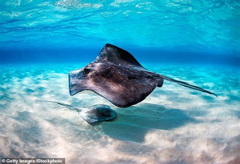 Record 176 People Are Stung By Stingrays On Just One Day At California