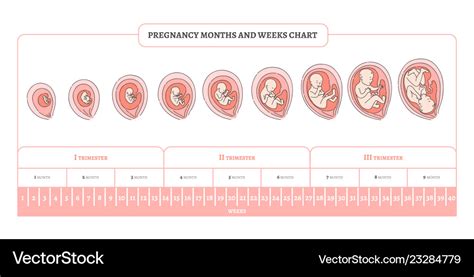 pregnancy month weeks and trimesters chart vector image
