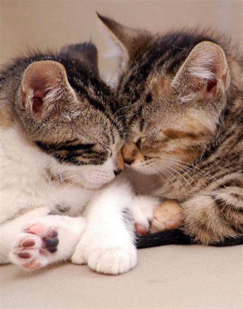 Pin On Kittens