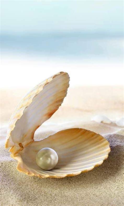 Clam Shell With Pearl Clams Pearl Paint Sea Shells