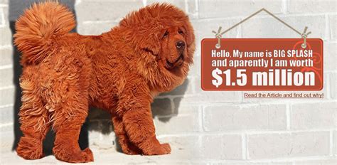 Worlds Most Expensive Dog Tibetan Mastiff Ealuxecom