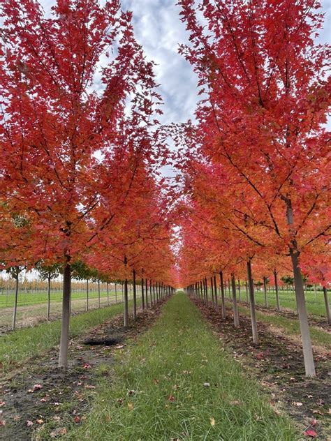 Harvesting Big Autumn Blaze Maples Spring Grove Nursery