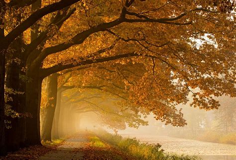 自然、 写真、 風景、 木、 川、 霧、 秋、 黄色、 葉、 パス、 Hdデスクトップの壁紙 Wallpaperbetter