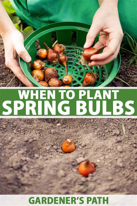 When Do I Plant Spring Flowering Bulbs Gardeners Path