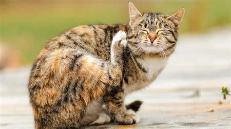 Cat Scratching Ears Until They Bleed Why And How To Help