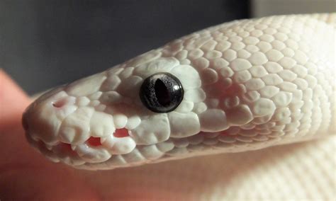 Blue Eyed Leucistic Ball Python Snakes