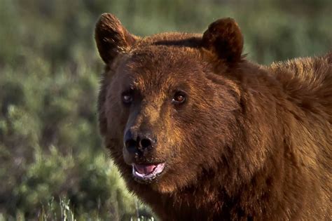 Grizzly Bear Portrait Wildlife Photography Fine Art Nature Etsy