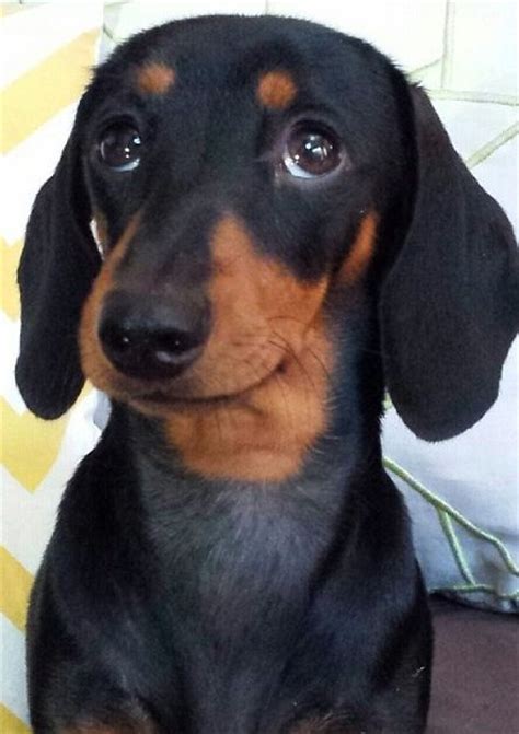 18 Reasons Dachshunds Are The Worst Indoor Dog Breeds Of