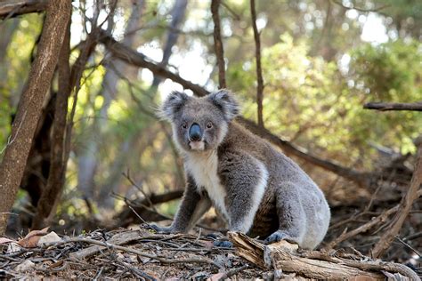 Koala Steckbrief Alles über Australiens Kulttier