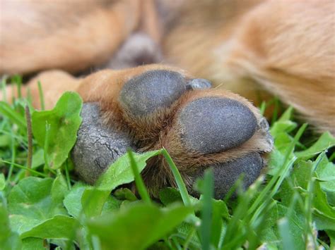 Dog Paws What They Are What They Need And How To Better Care For