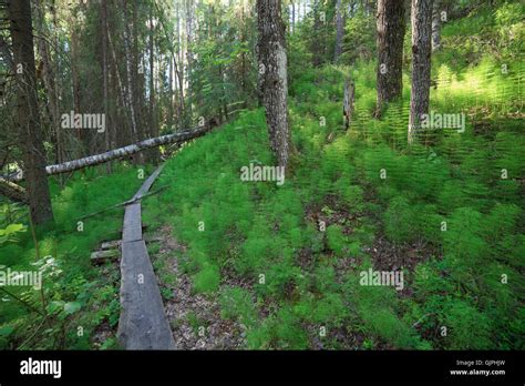 Wooden Footpath In The Forest Stock Photo Alamy