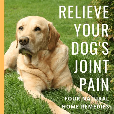 Natural Remedies And Relief For Dogs With Joint Pain Hip Dysplasia