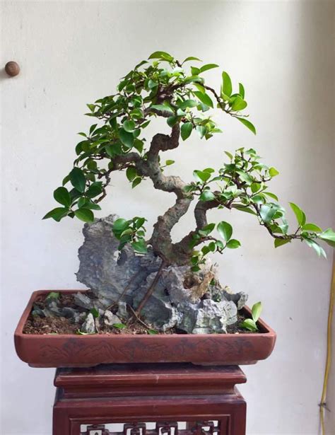 Bonsai Di Atas Batu Tumbuhan Id