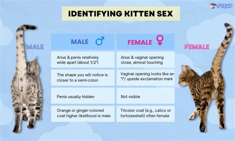 How To Determine The Gender Of A Kitten 3 Easy Ways