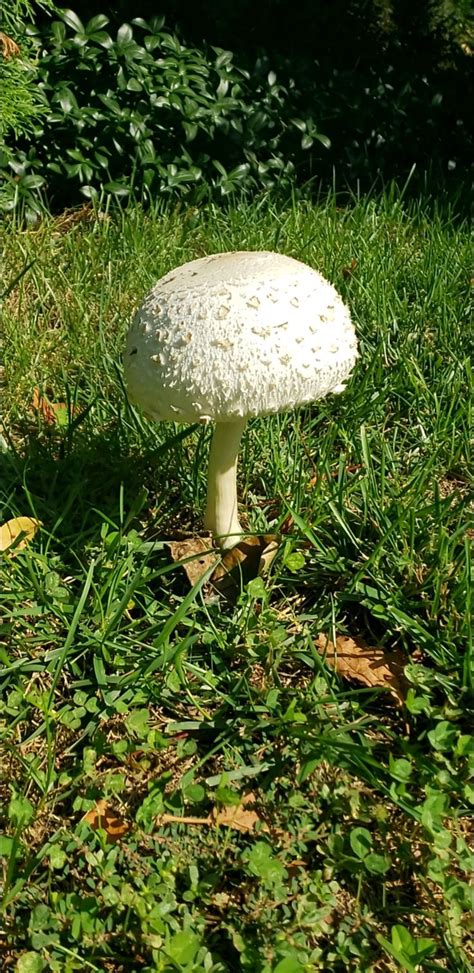 Id Request Nj Mushrooms Fungi Nature Photography