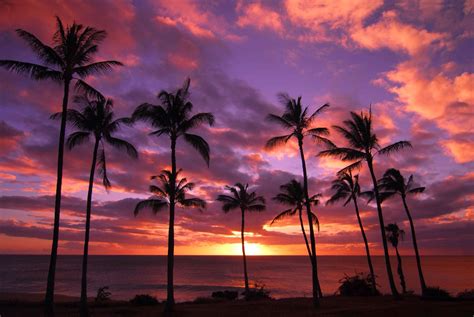 Palm Tree Sunset Hd Wallpaper Background Image 2048x1370 Id