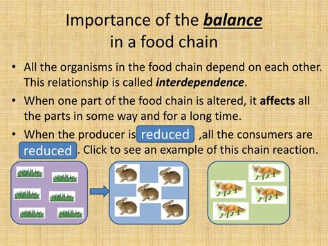 Ppt Food Chains Powerpoint Presentation Free Download Id9522090