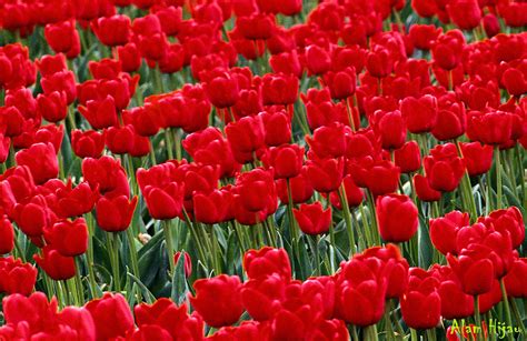 Bunga tulip (tulipa agenensis) adalah bunga yang berasal dari asia tengah. Bunga Tulip Merah Koleksi Foto - Alam Mentari