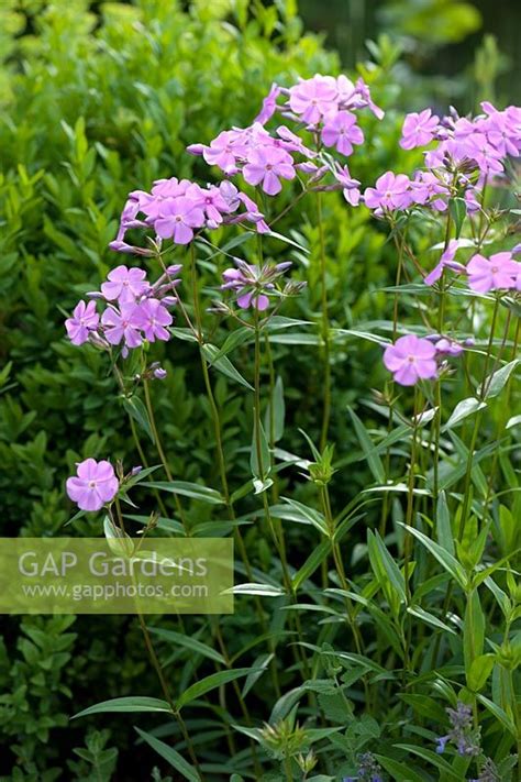 Phlox Glaberrima Ssp Stock Photo By Friedrich Strauss Image 0245895