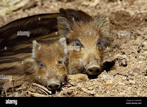 Wild Boar Pig Wild Boar Sus Scrofa Two Runts Lying On The Ground